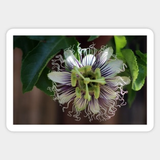 Passion Flower Sticker